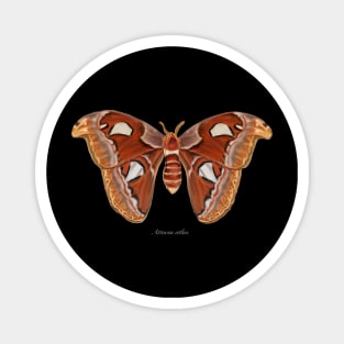 Atlas moth Magnet